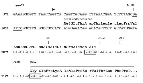 TGEX-LC-hL2-Zeo cloning site